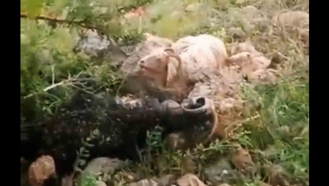 Yüksekova'da sürünün üzerine yıldırım düştü: 8 koyun telef oldu, çoban yaralandı