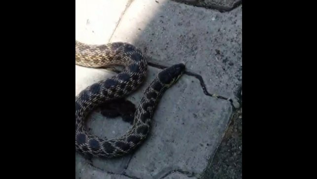 Kümesteki yumurtaları yiyen yılanı yakalayıp doğaya saldı
