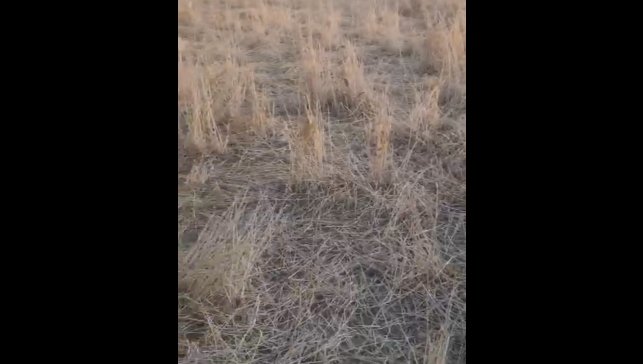 Elazığ'da araziler yaban domuzlarının istilasına uğradı