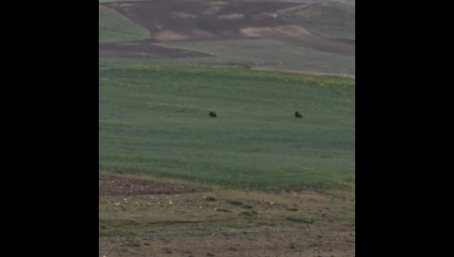 Aç kalan iki domuz Murat Kanyonu'nda görüntülendi