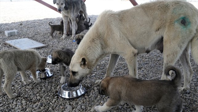 Muş'ta kurulan Hayvan Barınağı ve Doğal Yaşam Alanı sahipsiz köpeklere yuva oldu