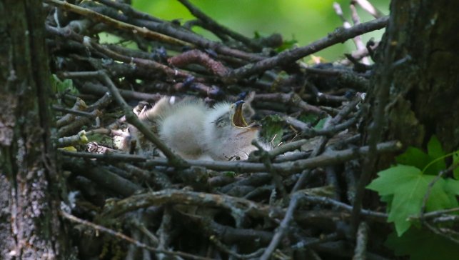 Bingöl'de 2 bin 100 rakımdaki ormanda kartal yavruları yuvalarında görüntülendi