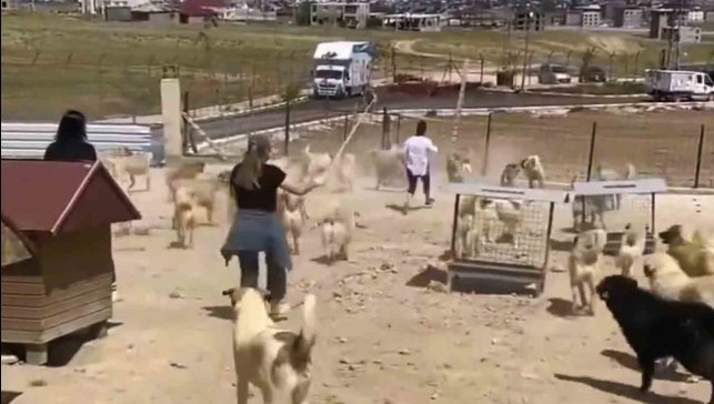 Büyükşehir Belediyesi bünyesinde faaliyet gösteren hayvan barınağında dehşete düşüren görüntüler