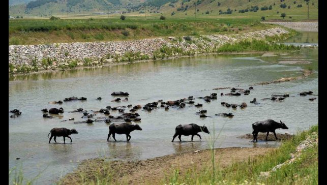 Muş'ta mandalar serin suya girerek hastalıklara karşı kendini koruyor