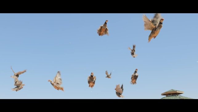 Keneye karşı doğaya keklik salma faaliyetleri devam ediyor