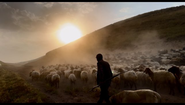 Sürülerin geleneksel tozlu yolculuğu başladı