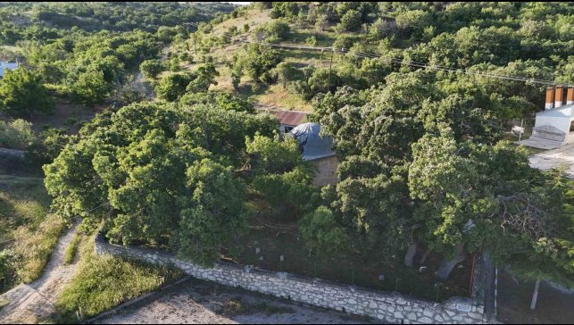 Malatya'da 800 yıllık "Menengiç ağacı" zamana direniyor
