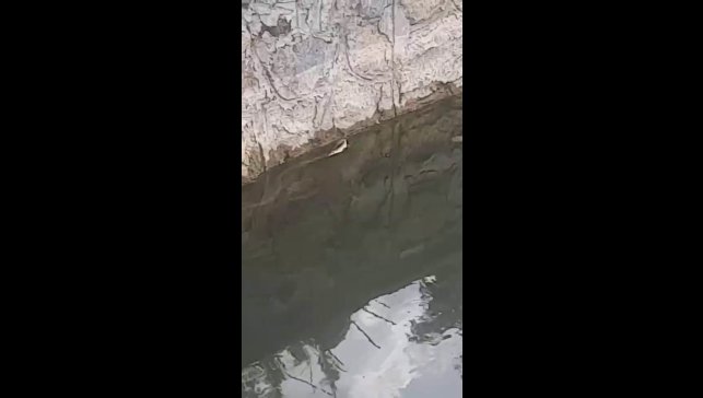 Elazığ'da yılanın balık avı kamerada