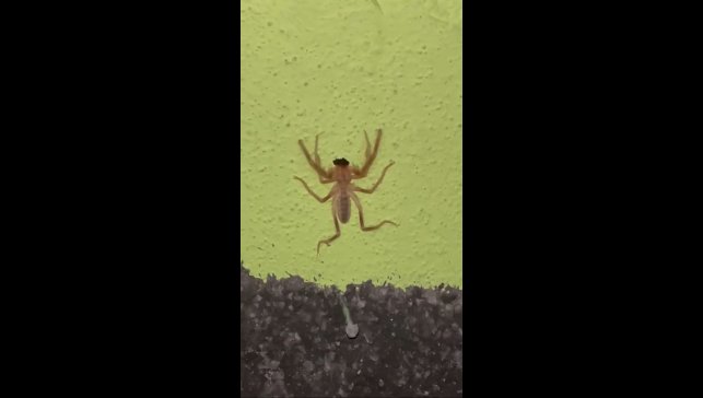 Elazığ'da zehirli etçil sarı kız örümceği görüntülendi