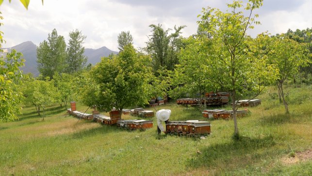 Devlet desteğiyle arıcılığa başlayan hemofili hastası girişimci, siparişlere yetişmekte zorlanıyor