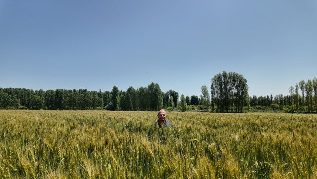 Iğdır'da yerli ve milli buğday çeşidi "Taner", çiftçilerin yüzünü güldürdü