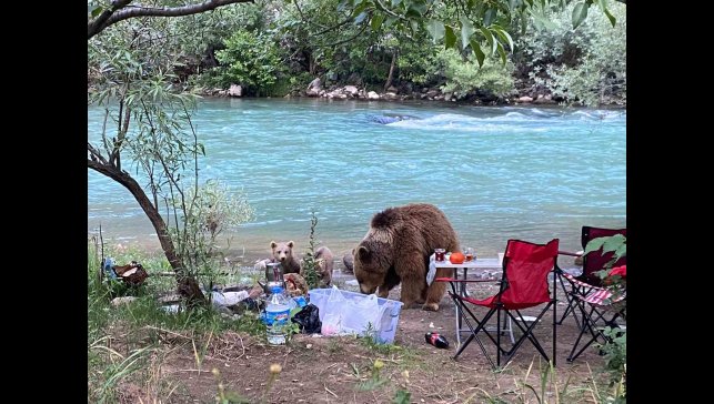 Anne ayı ve yavruları piknik sofrasına konuk oldu