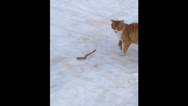 Kedinin yılanla mücadelesi kameraya yansıdı