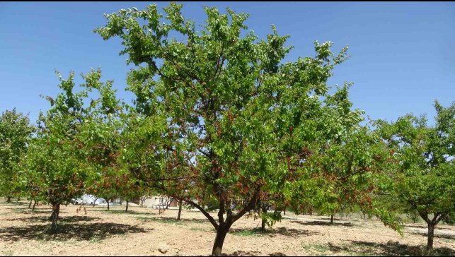 MTB Başkanı Özcan: "Zirai don desteği yakında üreticiye ulaştırılacak"