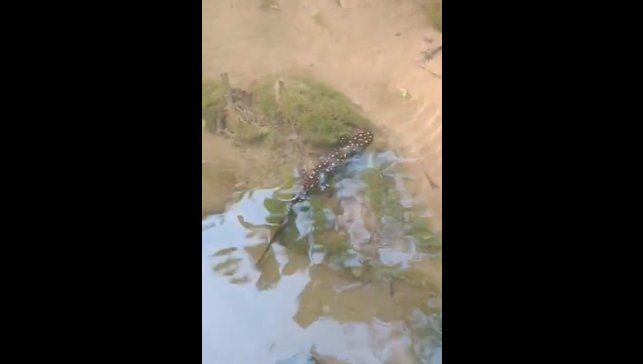 Elazığ'da benekli semender görüntülendi