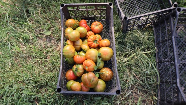 Gurbetten memleketi Iğdır'a dönen kadın çiftçi seracılıkla örnek oluyor