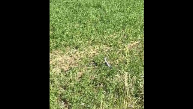 Bingöl'de yılanların dansı kamerada