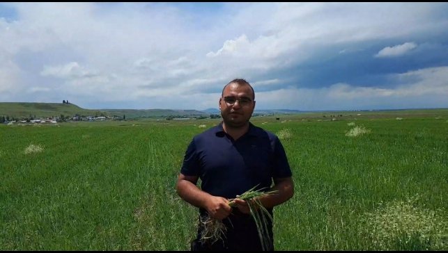 Kars'ta etkili olan dolu tarım arazilerine zarar verdi