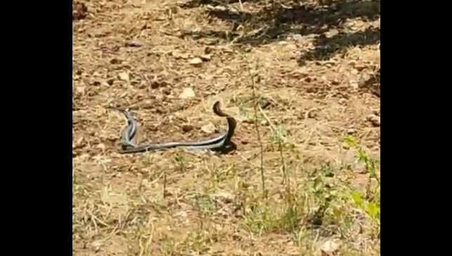 Malatya'da yılanların çiftleşme dansı kamerada