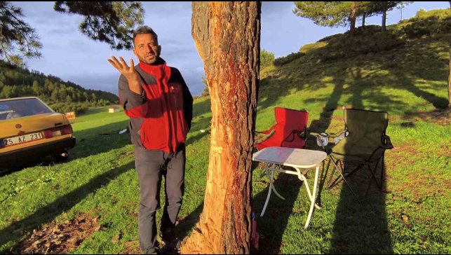 Asırlık çam ağaçlarına çıra darbesi