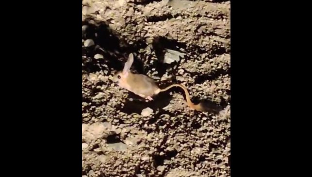 Elazığ'da Arap tavşanı görüntülendi