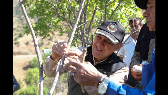 Vali Usta, fıstık aşılama çalışmalarını yerinde inceledi