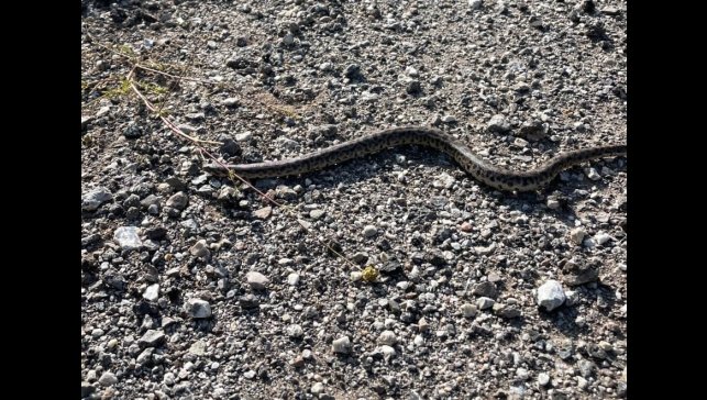 Erzincan'da Boa Yılanı görüntülendi