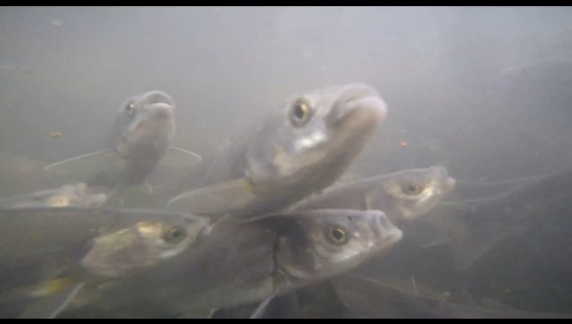 İnci kefalinin tersine göçü su altından görüntülendi