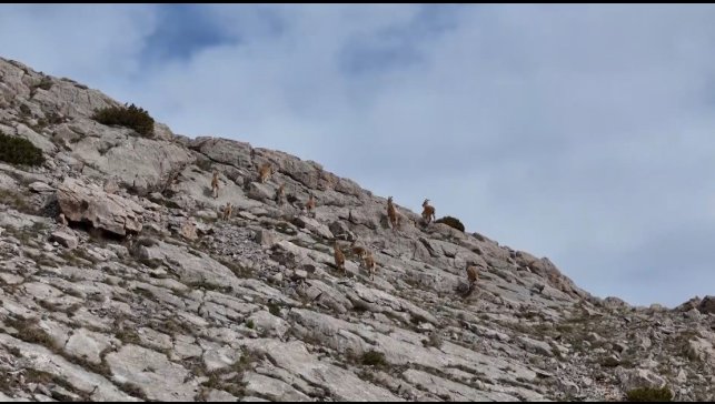 Erzincan'da dağ keçileri havadan görüntülendi