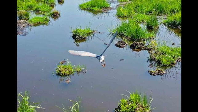 Bitlis'in sulak alanları kuş cennetini andırıyor