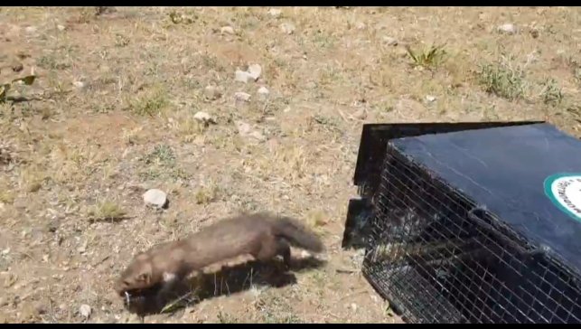 Van'da eve giren 2 sansar yakalanarak doğaya bırakıldı