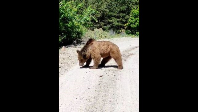 Köy yoluna inen boz ayı görüntülendi