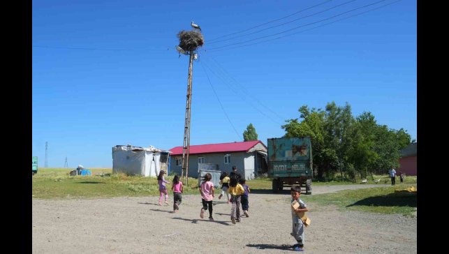 Leylekler Muş Ovası'nda yavrularını büyütüyor