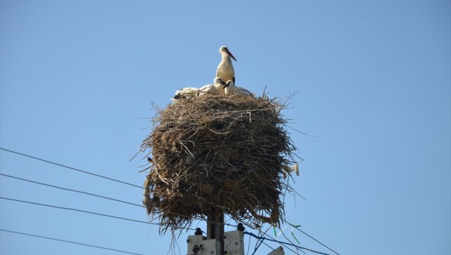 Muş'ta konaklayan leylekler, sulak alanlardan taşıdıkları yiyeceklerle yavrularını büyütüyor