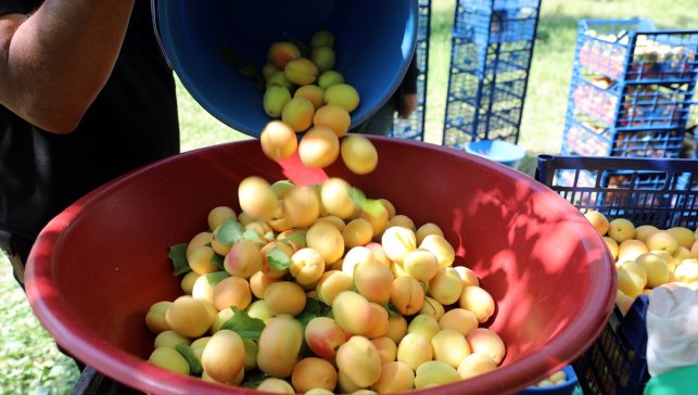 Hasadına başlanan Iğdır kayısısı Avrupa, Rusya, Gürcistan ve Azerbaycan'a ihraç ediliyor