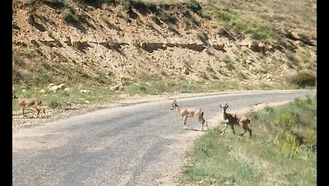 Dağ keçilerini görüntüledi, "Ne kadar güzelsiniz" diyerek paylaştı