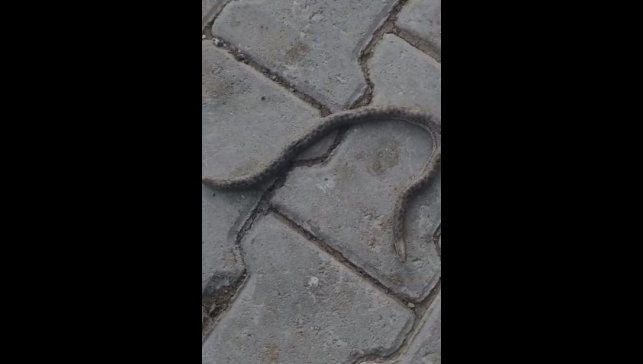 Elazığ'da çift başlı yılan tedirgin etti