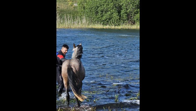 Çıldır Gölü'ndeki adacıkta mahsur kalan atı AFAD ekipleri kurtardı