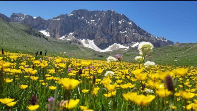Merg Yaylası, bu günlerde yerli ve yabancı doğaseverlere ev sahipli yapıyor