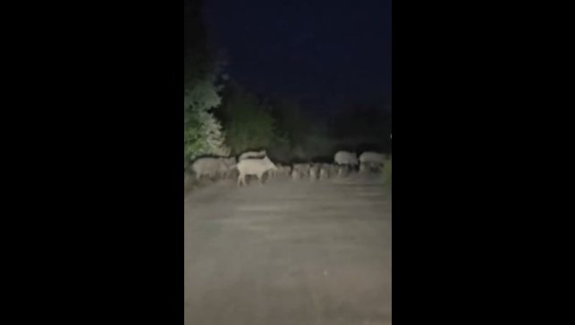 Elazığ'da domuz sürüsü yola indi