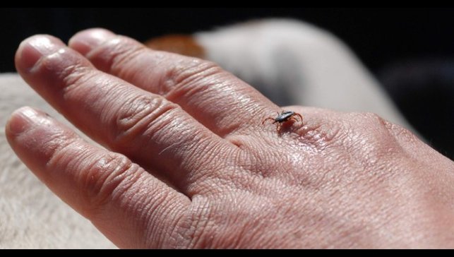 Uzmanlardan kene uyarısı