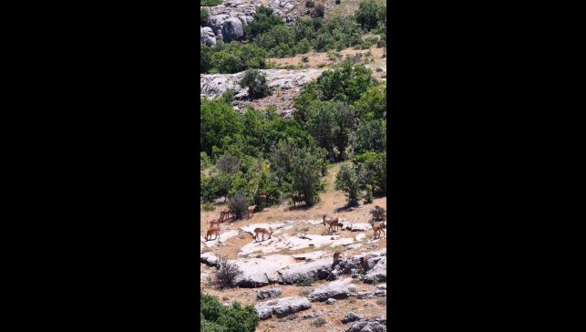 Elazığ'da dağ keçileri, görüntüleri ile hayran bıraktı