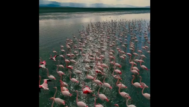 Erçek Gölü narin misafirleri flamingoları ağırlamaya devam ediyor