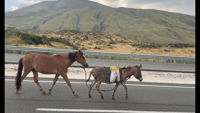 Iğdır'da sürüden ayrılan at ve eşek trafiği tehlikeye düşürdü