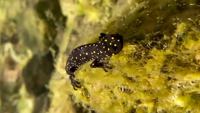 Nesli tükenme tehlikesi altındaki "Türk semenderi"nin yüzlercesi su altında görüntülendi