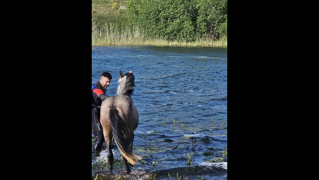 Ardahan'da mahsur kalan atı kurtarma operasyonu