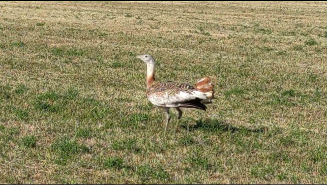 Tedavisi tamamlanan toy kuşu doğaya salındı