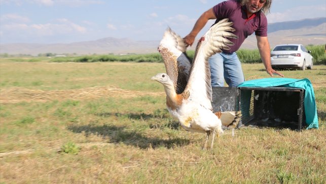 Van'da tedavisi tamamlanan toy kuşu doğaya salındı
