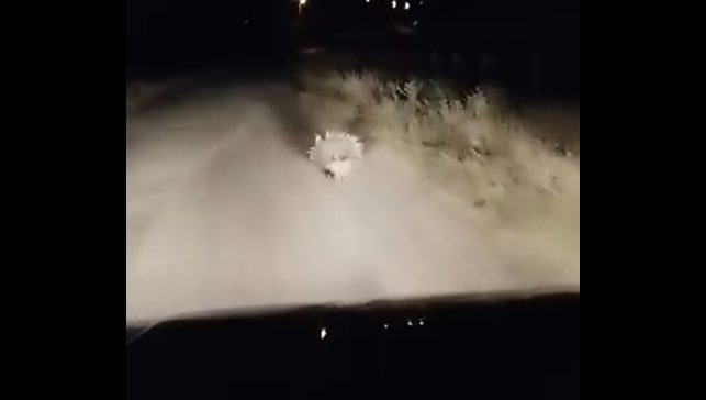 Elazığ'da nesli tükenme tehlikesi altında olan oklu kirpi görüntülendi