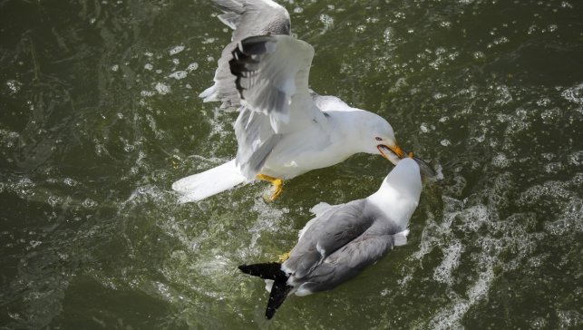 Van'da kaçak inci kefali avlayanlara 2 milyon 674 bin 575 lira ceza verildi